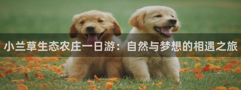 fh凤凰至尊