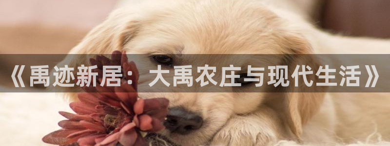 fh至尊在哪可以下载