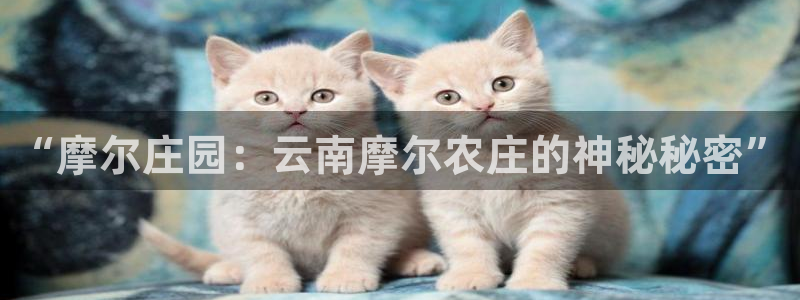 fh至尊凤凰是黑网