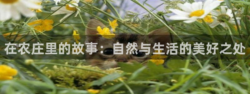 fh至尊什么意思